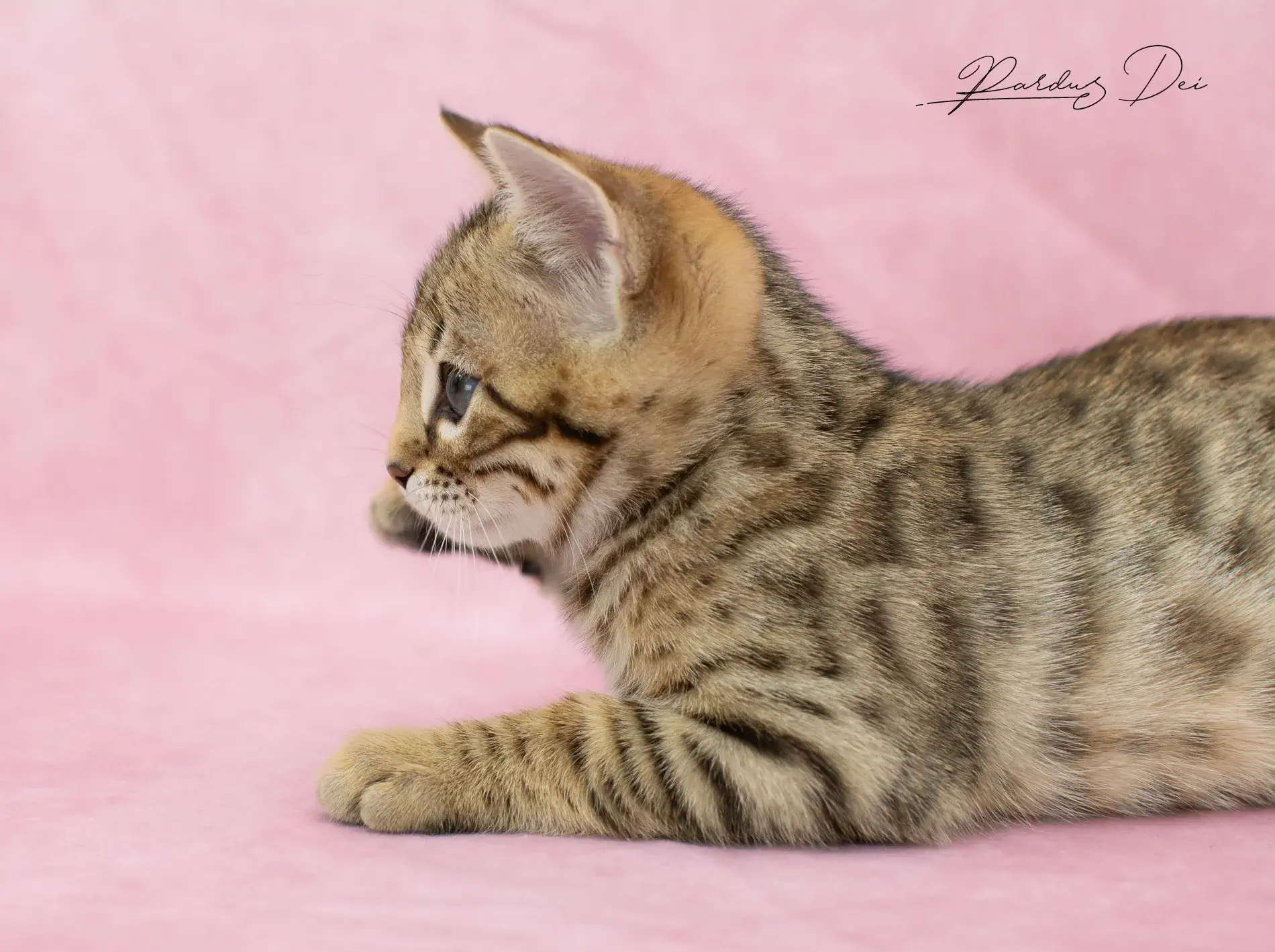 chaton bengal